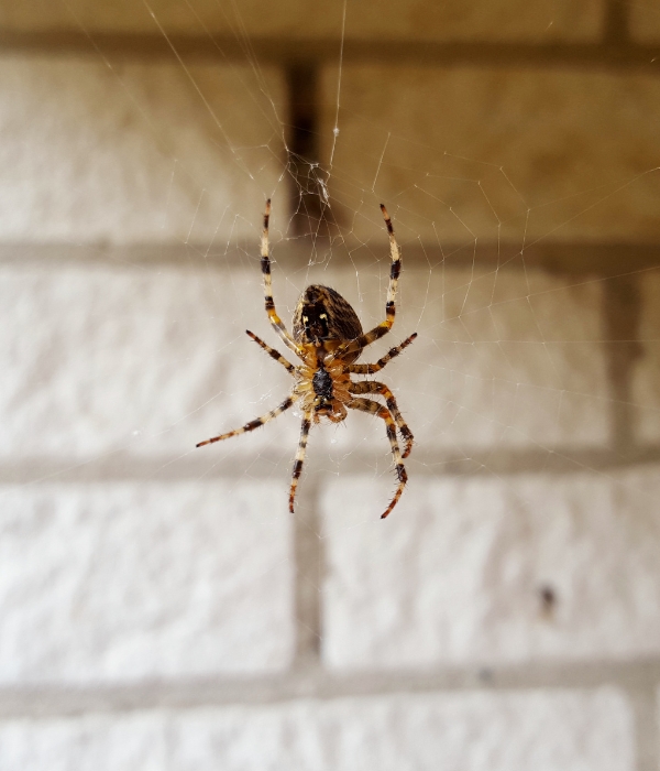 Close-up of a spider commonly found in homes and businesses throughout Modesto, California.