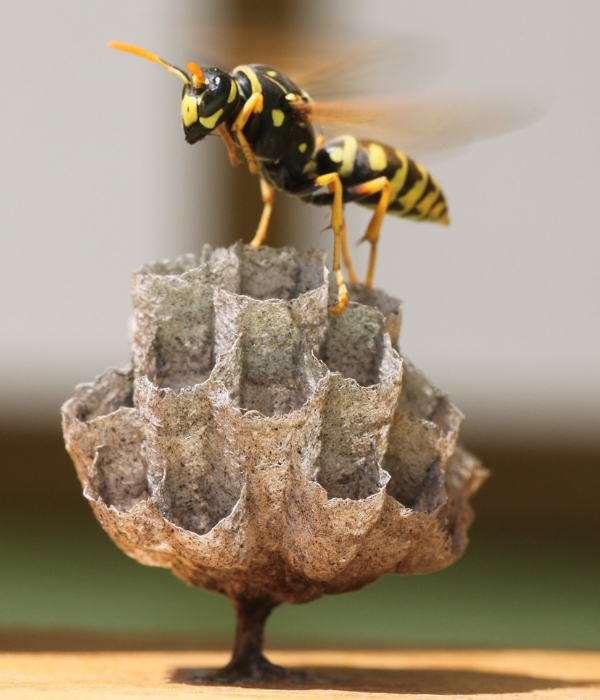 Close-up of a wasp on a nest requiring professional wasp removal services in Modesto, California.