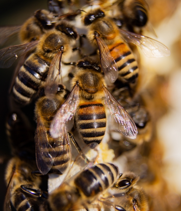 Close-up of bees near a hive requiring professional bee removal services in Modesto, California.
